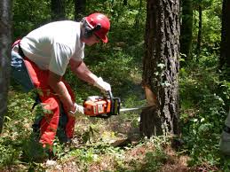 Chainsaw Safety - F.A.S.T. Rescue Inc.